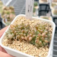 大人気 多肉植物 エケベリア プリン 綴化 超美苗 レア種のサムネイル