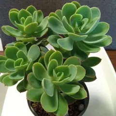 2025年最新】多肉植物の葉挿しの人気アイテム - メルカリ