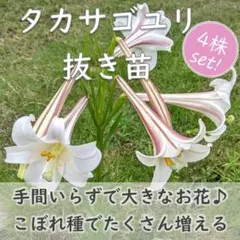 山野草◆タカサゴユリの抜き苗 4株 高砂百合のサムネイル