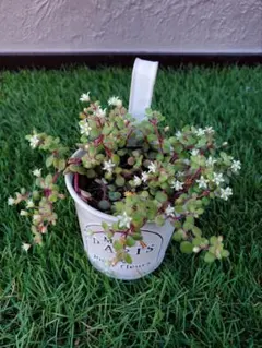 横田千代子様 リクエスト 2点 まとめ商品