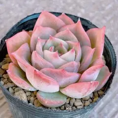 2026年最新】リラシナ 多肉の人気アイテム - メルカリ