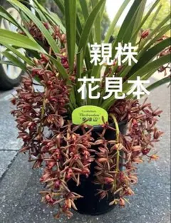 た*)様 金陵辺　キンリョウヘン　ポットごと　シンビジューム　蘭　東洋蘭のサムネイル