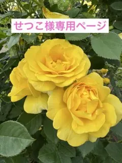 せつこ様専用ページ