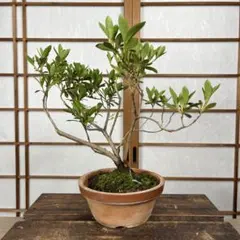 さつき 皐月 【栄冠】盆栽 素材 花芽あり （7.8枚目花写真あり