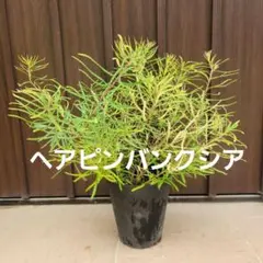 バンクシア レプトフィラ 7号ポット苗X ドライガーデン オージー