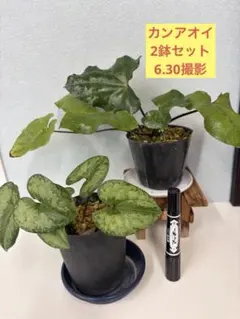カンアオイ　花後シリーズ③ 2鉢セットのサムネイル