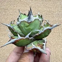 Lj_plants】Z054アガベ パリー トランカータ オリザバ錦 変異種 - メルカリ