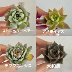 多肉植物　多肉　抜き苗　カット苗　まとめ売り　ストロベリーベアー　チワワエンシス