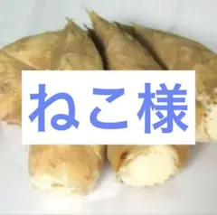 ねこ様　京都山城産　朝掘り筍10kg