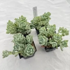 レモンシャドー　多肉植物　抜き苗のサムネイル