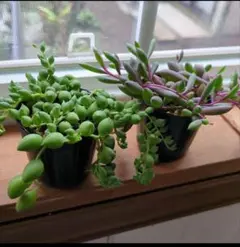 多肉植物寄せ植え　グリーンネックレス　ルビーネックレス抜き苗