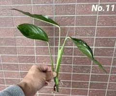 No.11 ヤマサキカズラ水上葉☘️のサムネイル