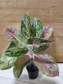 サザナミインコ 様 1点 アグラオネマ ピンク プレステージ 観葉植物