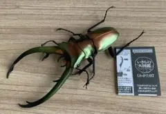 2025年最新】エラフスホソアカクワガタ 標本の人気アイテム