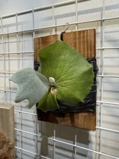 P.willinckii athip#3 pup - メルカリ