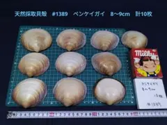 天然採取貝殻　#1389　ベンケイガイ　8〜9cm　計10枚