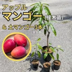 ⑤宮崎マンゴー開花 接木【アップルマンゴー】アーウィン種 - メルカリ