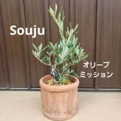 創樹 オリーブ ルッカ 8号鉢 常緑樹 - メルカリ