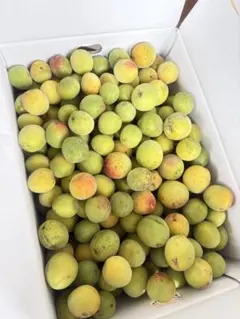 6キロ　完全無農薬　訳あり　新鮮な青梅 産地直送 梅酒・梅シロップ用のサムネイル
