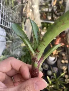 2026年最新】タンクブロメリの人気アイテム - メルカリ