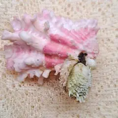 《貝殻》フトウネトマヤ　貝殻標本