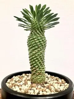 ユーフォルビア ソテツキリン パイナップルコーン群生 バランス◎鉢の