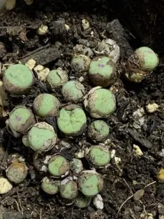 コノフィツム　pageae ポットごと（群生株) コノフィツム（原種系）：パゲアエ小粒 2号ポット の通販 | 園芸