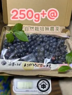 農家直送＝無農薬朝採りブルーベリー250gお試し価格のサムネイル