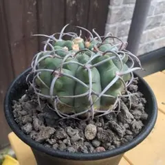 ギムノカリキウム 白花 フェロシオール 3号鉢 抜き苗送料込み - メルカリ
