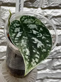 極上斑入り　マハラニアルボ　芋株　アロカシア 極上斑入り マハラニアルボ 芋株 アロカシア - メルカリ