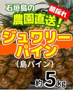【大きさ個数お任せ】石垣島産 農園直送 ゴールドパイン 約10kg 大きさ個数お任せ】石垣島産 朝採れ ジュワリーパイン 島パイン 約5kg