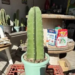 あやぱん☆様 リクエスト 3点 まとめ商品