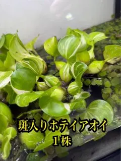 メルカリ便　◯camouflage　water　plant水中葉1株 タイガーロータスグリーン 1株 水中葉 無農薬 メルカリ便 - メルカリ