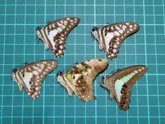 2026年最新】未展翅標本の人気アイテム - メルカリ