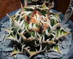 早い者勝ち！アガベチタノタ　オテロイ　赤猫　超ミニボール　23 早い者勝ち！アガベチタノタ オテロイ 赤猫 超ミニボール 23