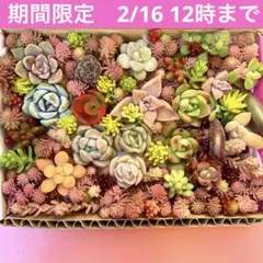 多肉植物　カット苗　詰め合せ　寄せ植えセット　エケベリア　セダム　ちまちま寄せ
