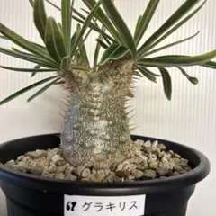 konect dragontail 植木鉢 鉢 グラキリス パキプス - メルカリ