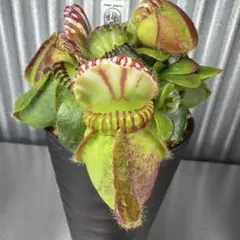 2026年最新】セファロタスの人気アイテム - メルカリ