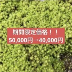 天然スナゴケ 無農薬 大容量 約40×30cm テラリウム 苔　15枚 天然スナゴケ 無農薬 大容量 約40×30cm テラリウム 苔 10枚 - メルカリ