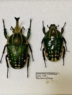 昆虫標本　珍品クイグルトラハナムグリ♀ 週末限定セール 昆虫標本 珍品クイグルトラハナムグリ♀