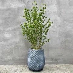 大型　フィカス　ベンジャミンバロック　8号　陶器鉢　植え込み発送 大型 フィカス ベンジャミンバロック 8号 陶器鉢 植え込み発送 - メルカリ