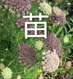 がじゅ様 リクエスト 2点 まとめ商品