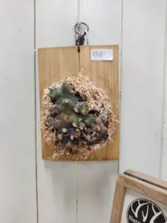 2025年最新】レカノプテリス バルゴイの人気アイテム - メルカリ