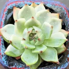 NEW❗️ 【レア種】大人気エケベリア　チワワエンシス錦　超美苗　大苗　多肉植物❣️のサムネイル