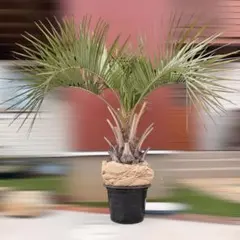 2026年最新】ココスヤシ シルバーリーフの人気アイテム - メルカリ