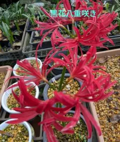 白い彼岸花球根20球 彼岸花 リコリス 白色彼岸花 - メルカリ