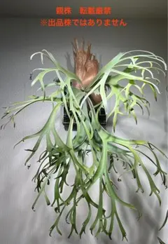 2025年最新】willinckii 月光爪哇の人気アイテム - メルカリ