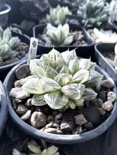 ⚠️高額注意⚠️ ハオルチア ナイルの一滴 - メルカリ