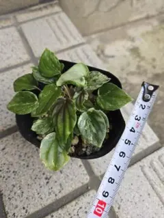 観葉植物 斑入りペペロミア ニューピンクレディ 抜き苗