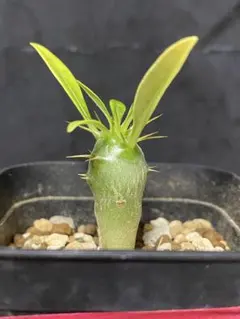 2025年最新】パキポディウム アンボンゲンセの人気アイテム - メルカリ